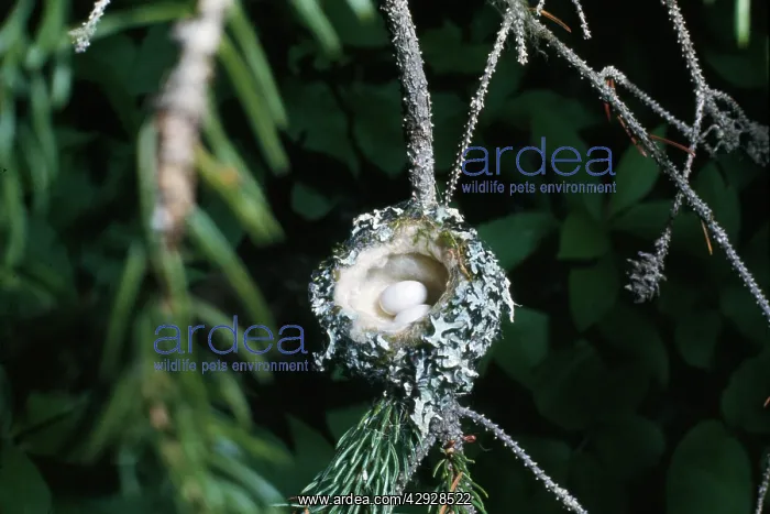 : Rufus Hummingbird - eggs in nest : Rufus Hummingbird - eggs in nest