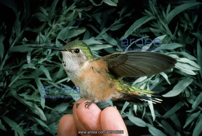 : Rufus Hummingbird - perched on fingertips : Rufus Hummingbird - perched on fingertips