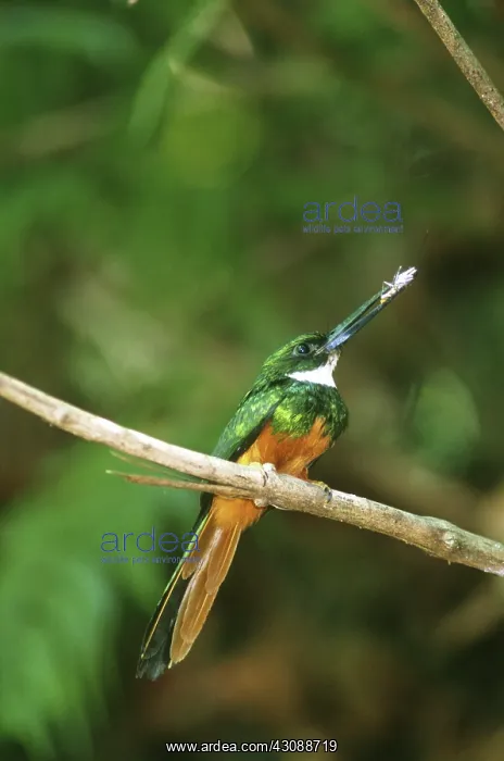 : Rufus-tailed Jacamar (Galbula ruficauda) : Rufus-tailed Jacamar (Galbula ruficauda)