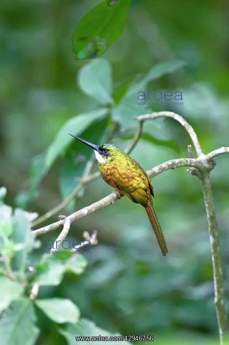 : Rufus-tailed Jacamar - sitting on branch : Rufus-tailed Jacamar - sitting on branch