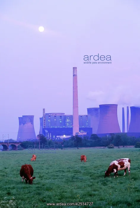 : Rugeley POWER STATION - at dusk with cows in foreground : Rugeley POWER STATION - at dusk with cows in foreground