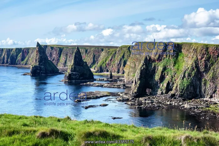: Rugged coastal landscape with the Duncansby Stacks o : Rugged coastal landscape with the Duncansby Stacks o