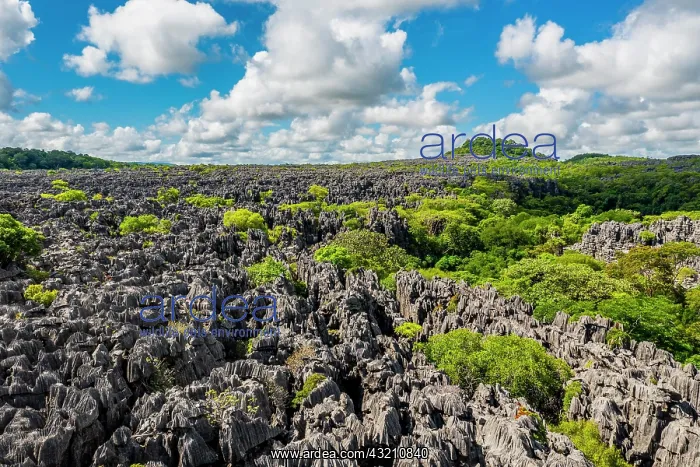 : Rugged karst landscape, Tsingy de Ankarana, Ankarana : Rugged karst landscape, Tsingy de Ankarana, Ankarana