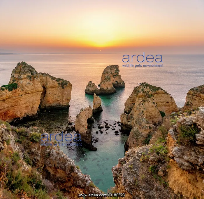 : Rugged rocky coast with cliffs of sandstone, rock : Rugged rocky coast with cliffs of sandstone, rock