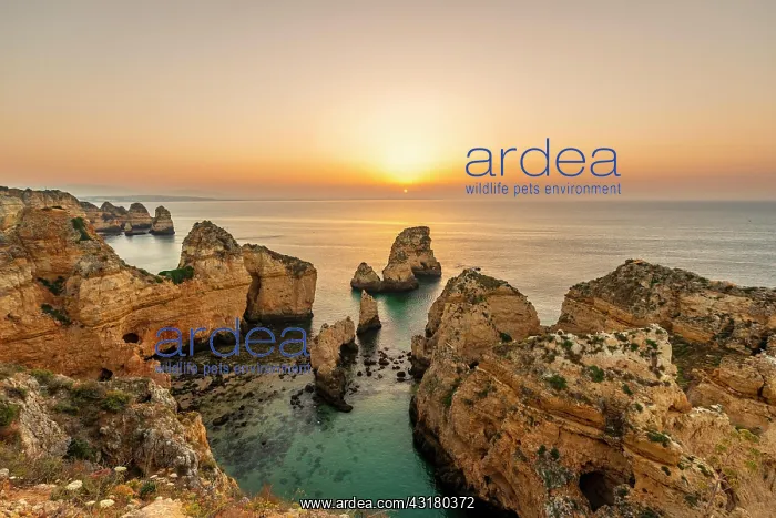 : Rugged rocky coast with cliffs of sandstone, rock : Rugged rocky coast with cliffs of sandstone, rock