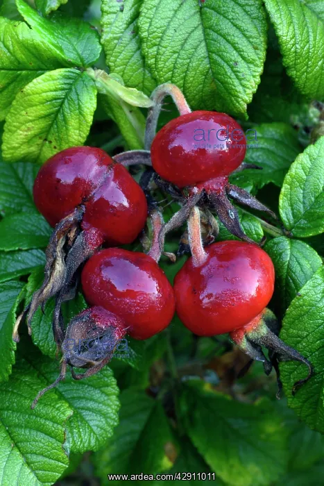 : Rugosa Rose or Japanese Rose - Ripened hips in autumn : Rugosa Rose or Japanese Rose - Ripened hips in autumn