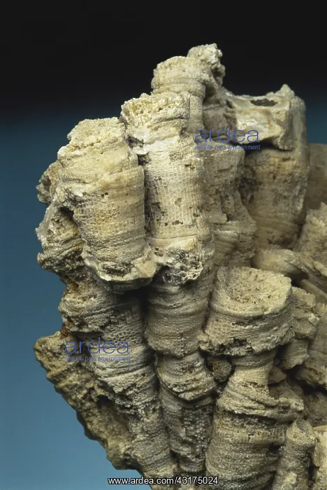 : Rugose Coral Fossil : Rugose Coral Fossil