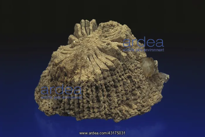 : Rugose Coral Fossil : Rugose Coral Fossil