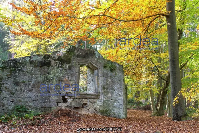 : Ruin of the Barbara Chapel, Dippoldiswalder Heide : Ruin of the Barbara Chapel, Dippoldiswalder Heide