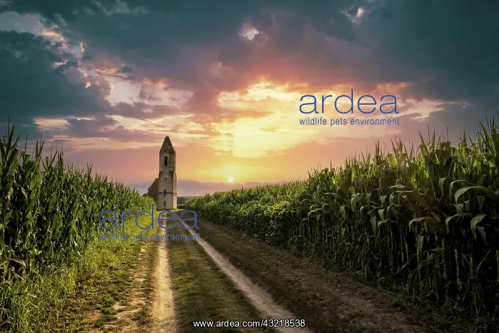: Ruin of a church in a cornfield. Old catholic church : Ruin of a church in a cornfield. Old catholic church