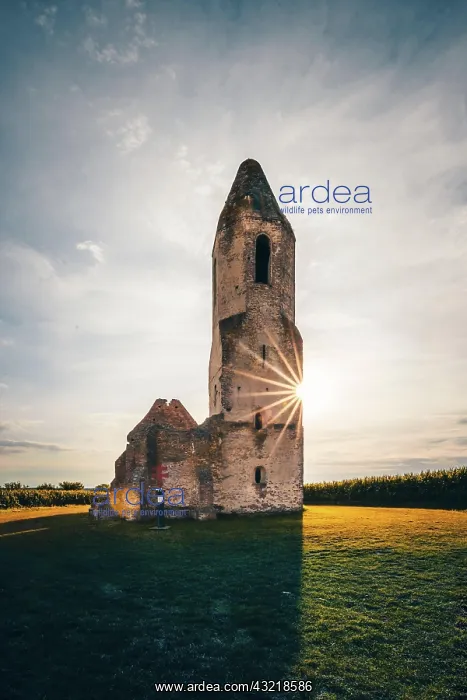 : Ruin of a church in a cornfield. Old catholic church : Ruin of a church in a cornfield. Old catholic church