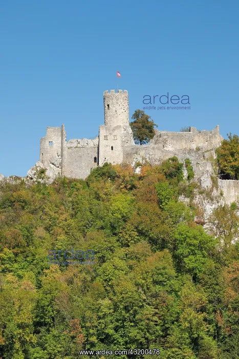 : Ruin Neu Falkenstein, Solothurn, Switzerland, Europe : Ruin Neu Falkenstein, Solothurn, Switzerland, Europe