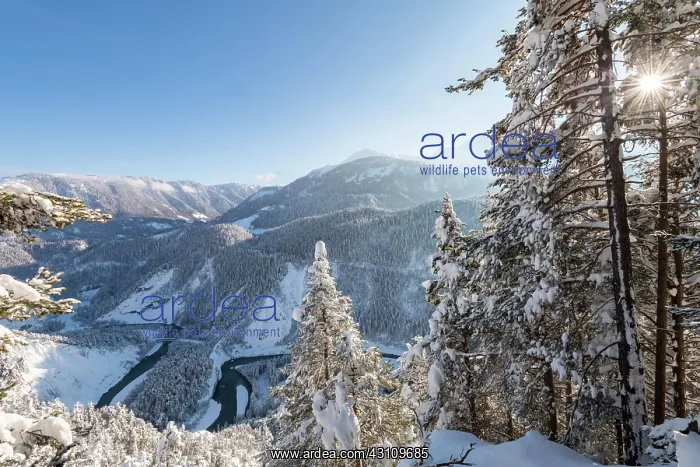 : Ruinaulta or Rhine Gorge, winter landscape, Anterior : Ruinaulta or Rhine Gorge, winter landscape, Anterior
