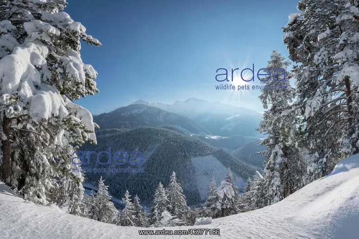 : Ruinaulta or Rhine Gorge, winter landscape, Anterior : Ruinaulta or Rhine Gorge, winter landscape, Anterior