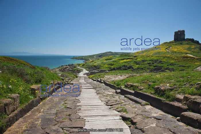 : Ruins of ancient Phoenician city, Cardus : Ruins of ancient Phoenician city, Cardus