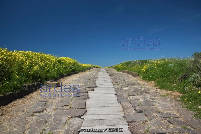 : Ruins of ancient Phoenician city, Cardus : Ruins of ancient Phoenician city, Cardus