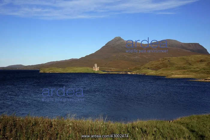  : Ruins of Ardvreck Castle Loch Assynt, Scotland