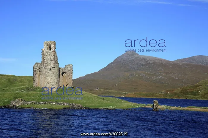  : Ruins of Ardvreck Castle Loch Assynt, Scotland