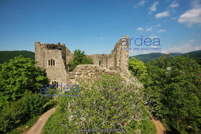 : The ruins of Baden Castle, Badenweiler, Markgrcflerland : The ruins of Baden Castle, Badenweiler, Markgrcflerland