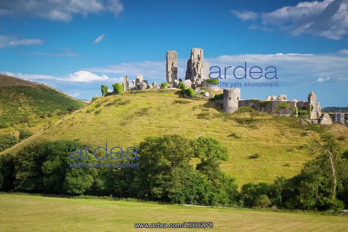 : Ruins of Corfe Castle near Wareham, Isle of Purbeck : Ruins of Corfe Castle near Wareham, Isle of Purbeck