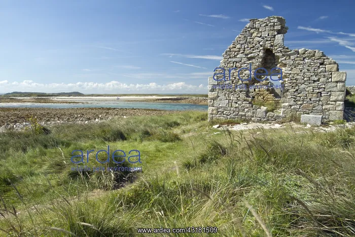 : Ruins in Great island, with, in the background : Ruins in Great island, with, in the background