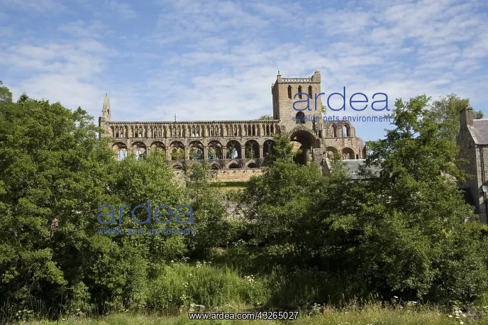 : Ruins of Jedburg Augustinian Abbey against blue : Ruins of Jedburg Augustinian Abbey against blue
