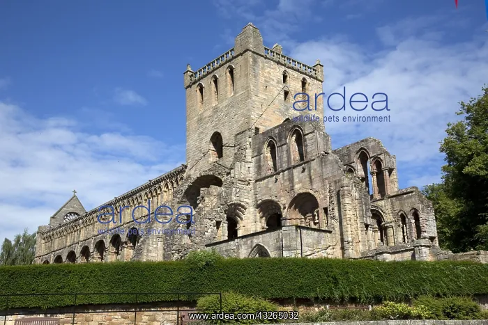  : Ruins of Jedburg Augustinian Abbey against blue