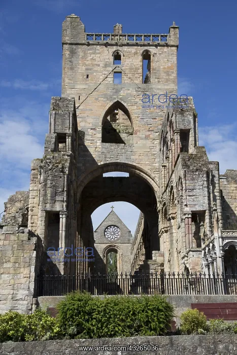 : Ruins of Jedburg Augustinian Abbey against blue : Ruins of Jedburg Augustinian Abbey against blue