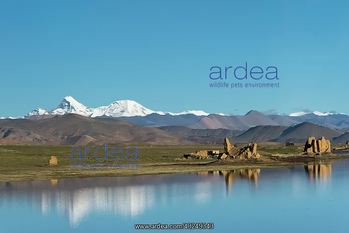  : Ruins by a lake on Tibetan Plateau, Dhaulagiri (8167m)