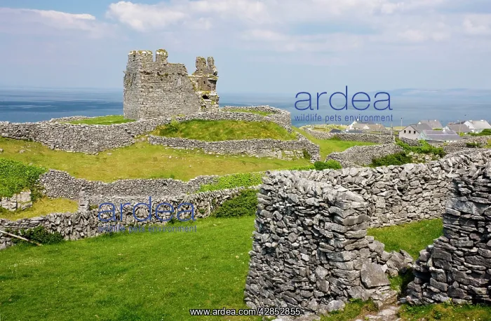 : Ruins of the medieval O'Brien castle among small : Ruins of the medieval O'Brien castle among small