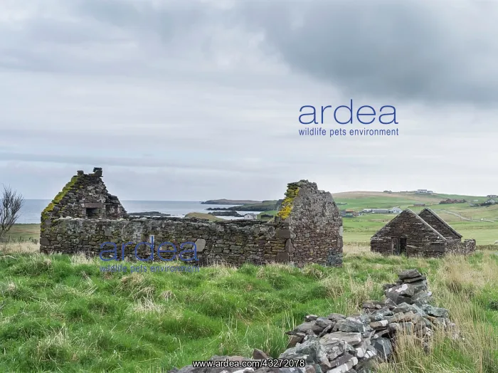 : Ruins near Fladdabister, dating back to : Ruins near Fladdabister, dating back to