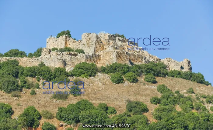 : Ruins, Nimrod Fortress, Golan Heights, Israel, Asia : Ruins, Nimrod Fortress, Golan Heights, Israel, Asia