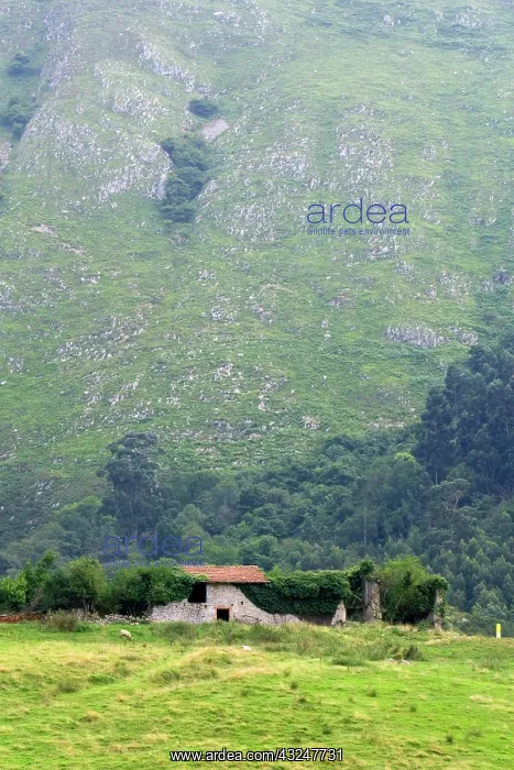 : Ruins of a stone farmhouse in rural Cantabria : Ruins of a stone farmhouse in rural Cantabria
