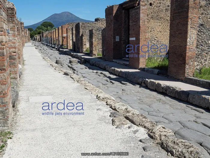 : Ruins, street, ancient city, Vesuvius behind, Pompeii : Ruins, street, ancient city, Vesuvius behind, Pompeii