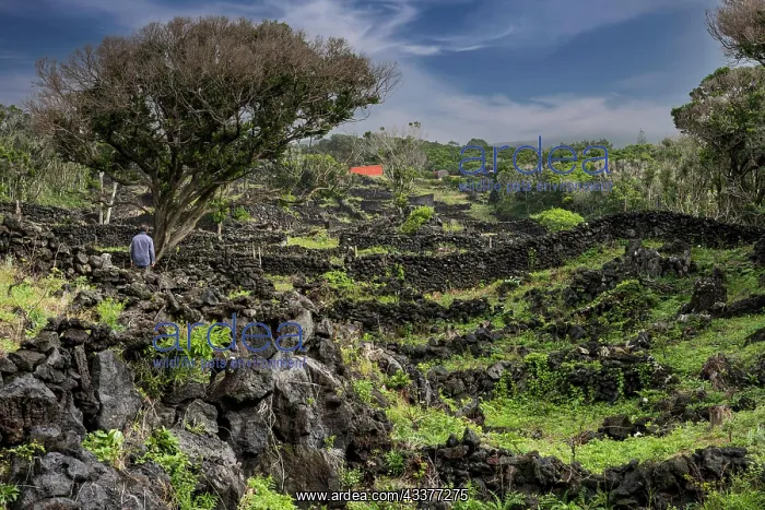  : Ruins after volcanic eruption Faial Island Azores