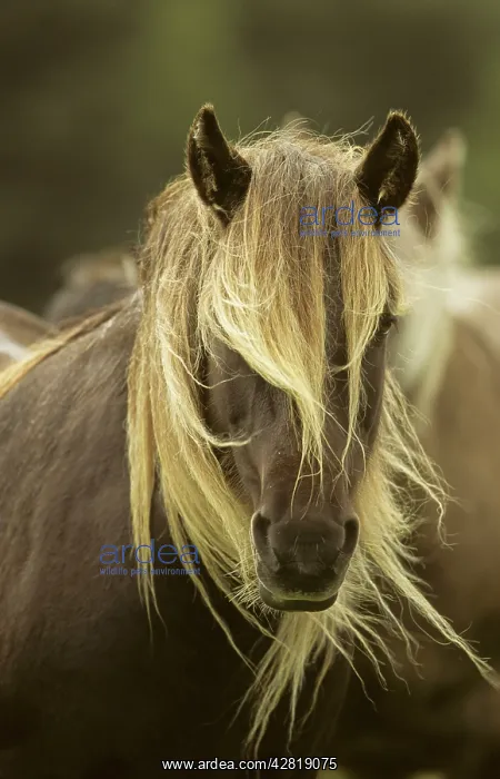  : Rum Pony. Isle of Rum, Scotland