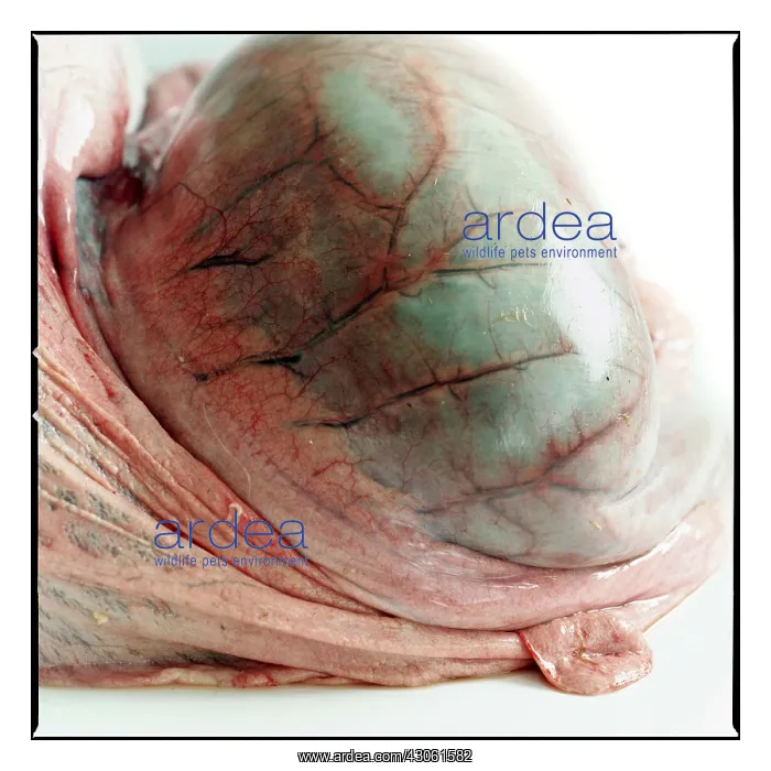 : Rumen and omentum of sheep : Rumen and omentum of sheep