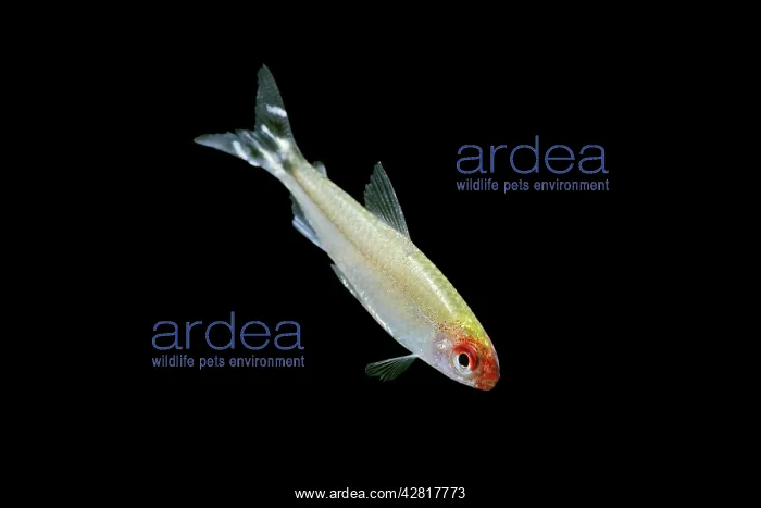 : Rummy-nose / Red Nose Tetra - side view : Rummy-nose / Red Nose Tetra - side view