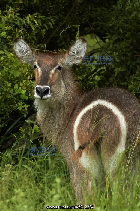 : Rump markings on female waterbuck (Kobus : Rump markings on female waterbuck (Kobus