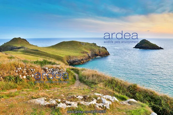 : The Rumps Seascape : The Rumps Seascape