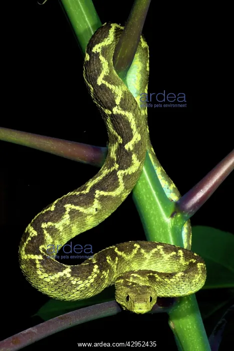 : Rungwe Bush Viper - adult male : Rungwe Bush Viper - adult male
