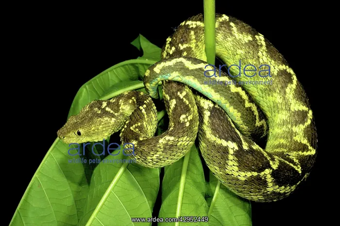 : Rungwe Bush Viper - adult male : Rungwe Bush Viper - adult male