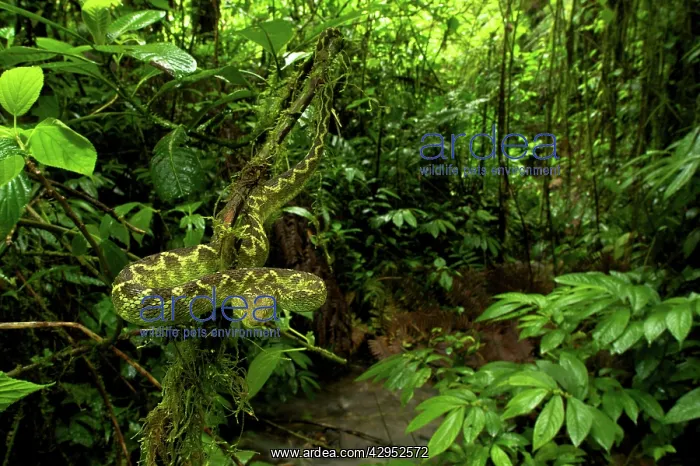 : Rungwe Bush Viper - adult male : Rungwe Bush Viper - adult male