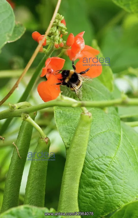 : Runner bean : Runner bean