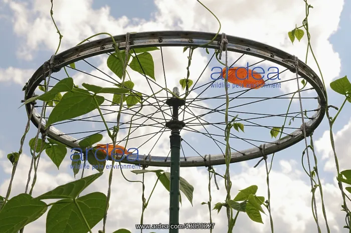 : Runner bean : Runner bean