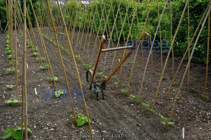 : Runner bean : Runner bean