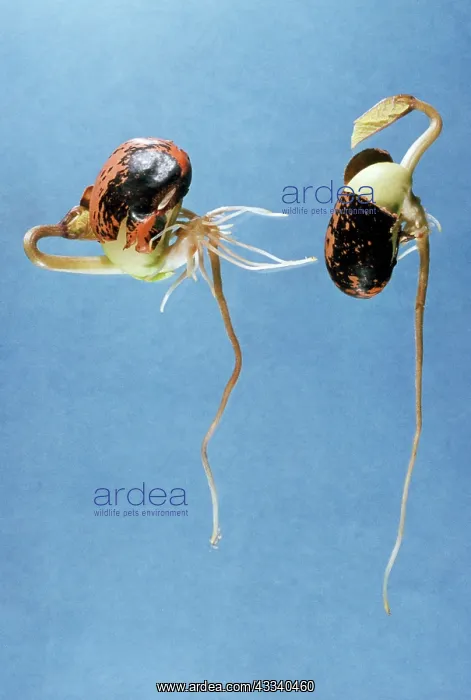 : Runner Bean - germination. One the right way up : Runner Bean - germination. One the right way up