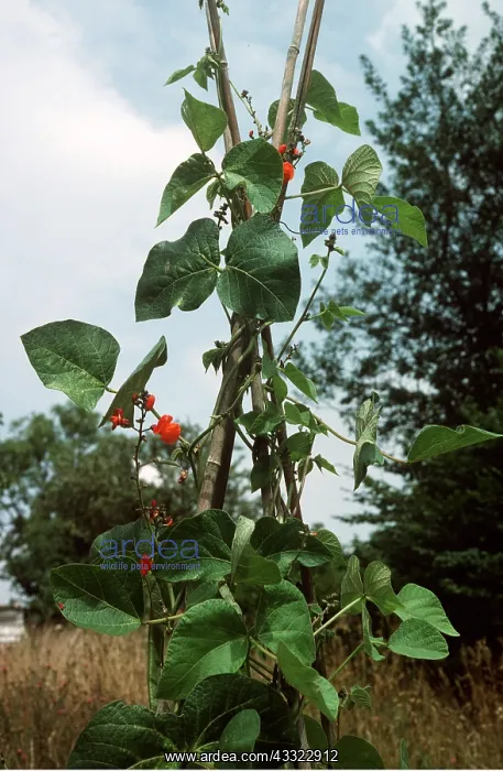 : RUNNER BEAN - grows up sticks : RUNNER BEAN - grows up sticks