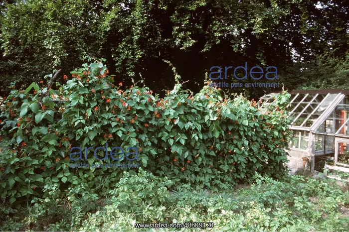 : RUNNER BEANS : RUNNER BEANS