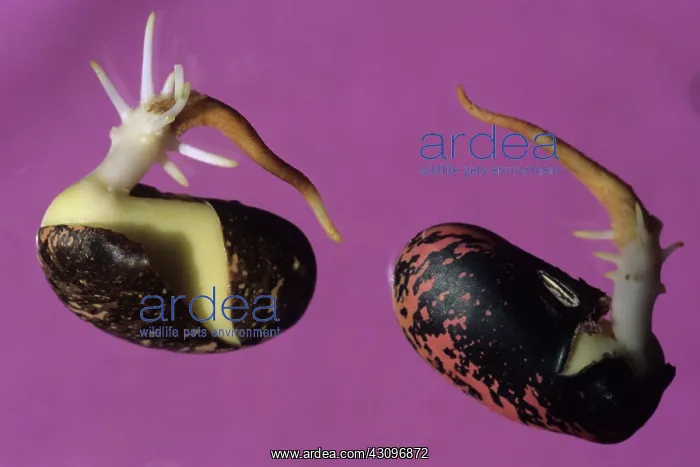 : Runner Beans Germinating : Runner Beans Germinating